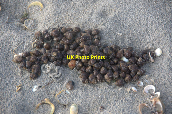 Photo 6"x4" Periwinkles on Fadhail Sheileboist Seilebost c2011