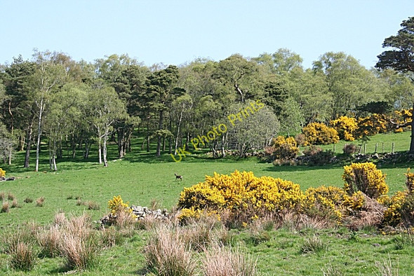 Photo 6"x4" Hill of Craigmancie Bogniebrae c2008