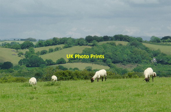 Photo 6"x4" Grazing east of Llwyn-y-Groes, Ceredigion Llwyn-y-groes\/SN5956 c2011