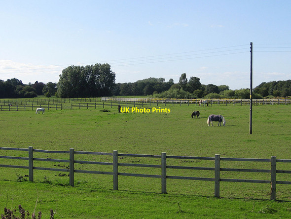 Photo 6"x4" Grazing by the Swale Skipton-on-Swale c2011