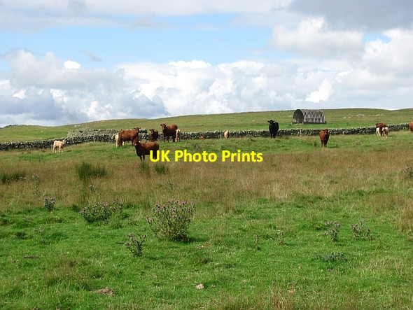 Photo 6"x4" Cattle, Blythe Blythe c2011