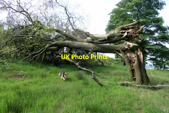 Photo 6"x4" Wind-blown beech tree Glossop c2004
