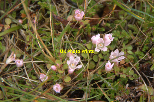 Photo 6"x4" Bog Pimpernel (Anagallis tenella), The Gap, St Kilda Oisebhal c2011