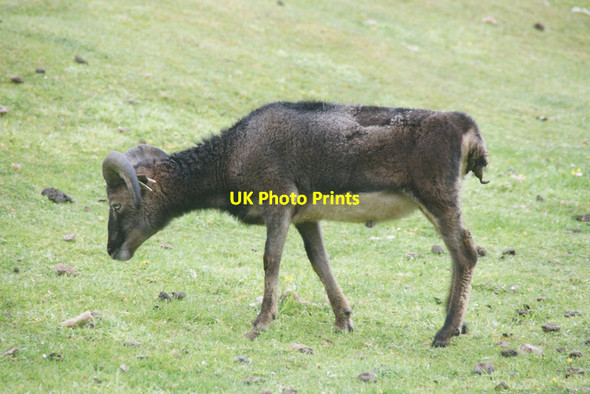 Photo 6"x4" Portrait of a Soay sheep, Village Bay, St Kilda Oisebhal c2011