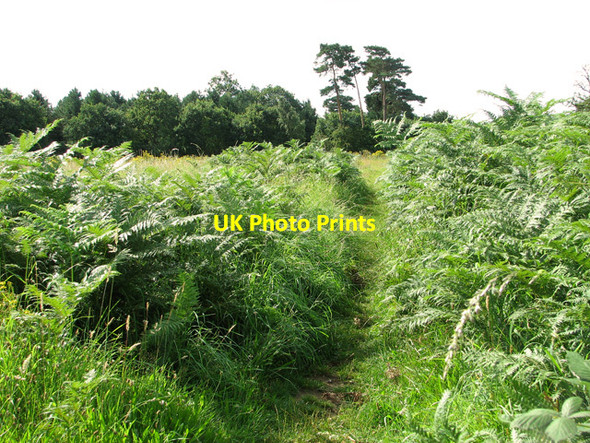 Photo 6"x4" Bracken on the edge of the playing field in Eyke Eyke c2011