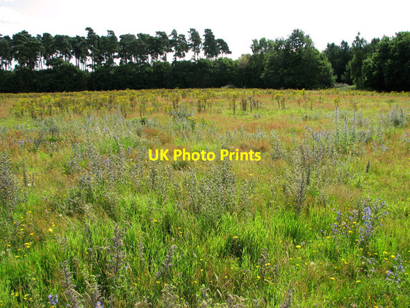 Photo 6"x4" Wild flowers growing on the playing field, Eyke Eyke c2011