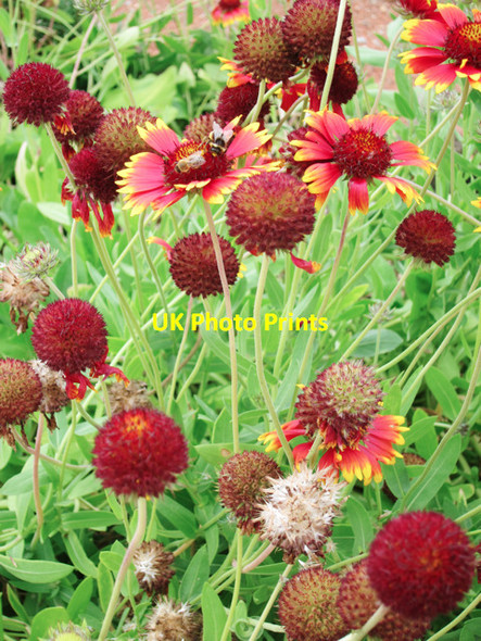 Photo 6"x4" Flowers at Yalding organic gardens Congelow c2011