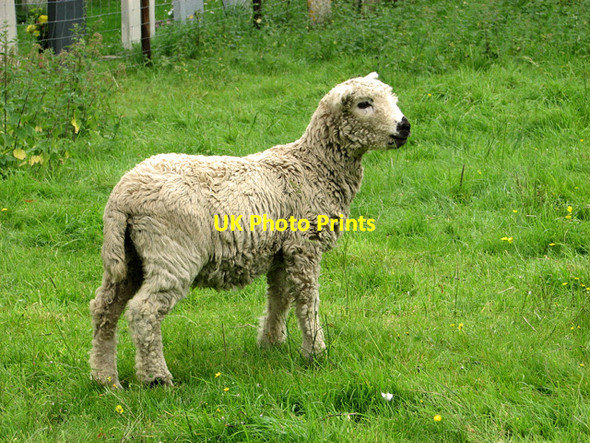 Photo 6"x4" Wensleydale sheep Middleton\/TM4367 c2011