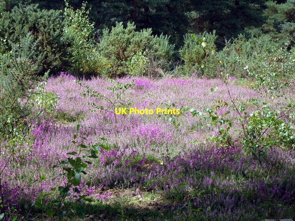 Photo 6"x4" Copythorne Common Copythorne c2011