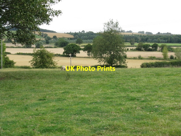 Photo 6"x4" Solo sheep at Ledicot Ledicot c2011