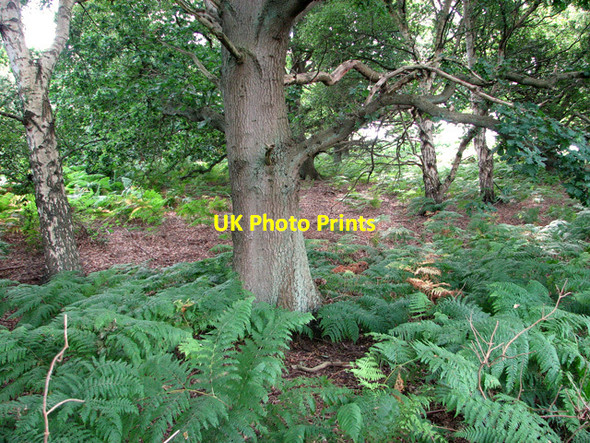 Photo 6"x4" Woodland on the edge of Leiston Common Leiston c2011