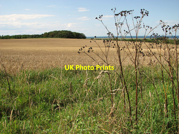 Photo 6"x4" View from the edge of Crockley's Plantation Newgate\/TG0543 c2011