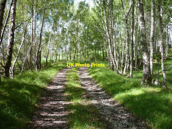 Photo 6"x4" Track through the Birches at Culligran Struy c2011