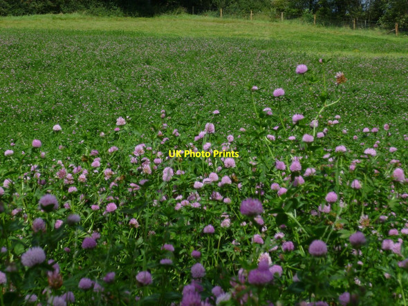 Photo 6"x4" Clover field near Perching Sands Farm Fulking c2011