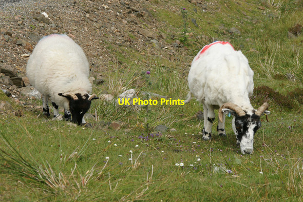 Photo 6"x4" Blackface sheep, near Lingerbay (Lingreabhagh) Bayhead\/NG0685 c2011