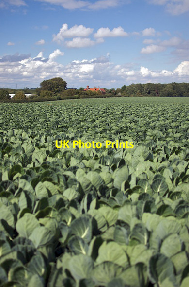 Photo 6"x4" Risby sprouts Risby\/TA0034 c2011