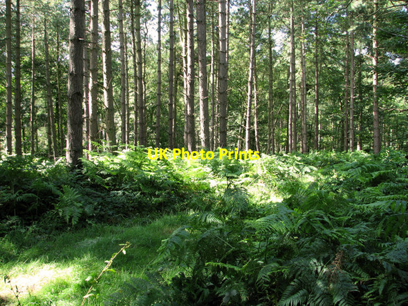 Photo 6"x4" Woodland on Tofts Hill Bircham Tofts c2011