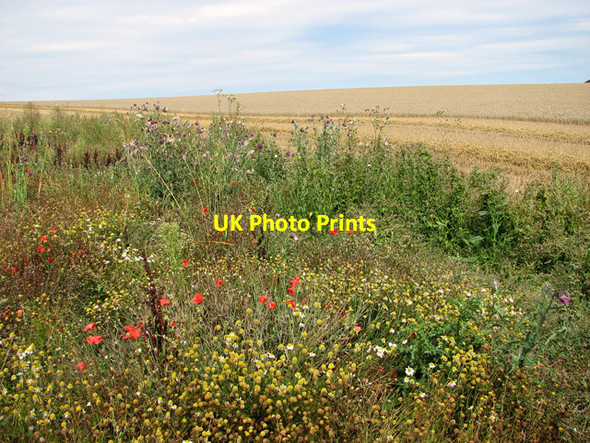 Photo 6"x4" Wild flowers beside harvested field, Sedgeford Sedgeford c2011