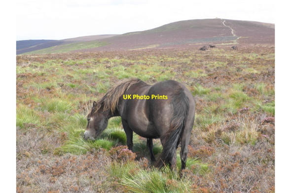 Photo 6"x4" Exmoor Pony, grazing on Goosemoor Common Codsend c2011