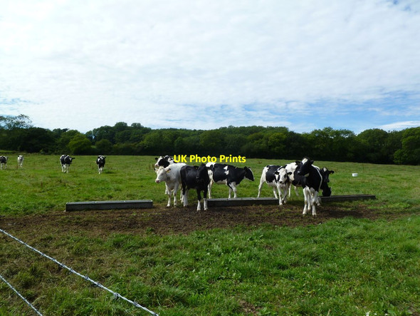 Photo 6"x4" Sturthill, cattle Chilcombe\/SY5291 c2011