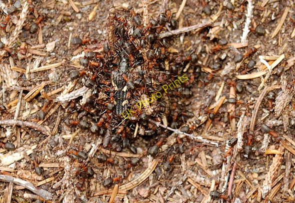 Photo 6"x4" Ant Hill Faichem c2008