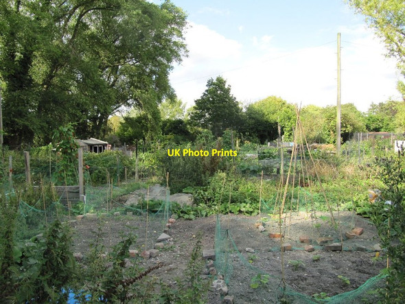 Photo 6"x4" Neat Allotments Wantage c2011