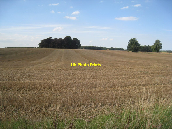 Photo 6"x4" Brocklesby Park Little Limber c2011