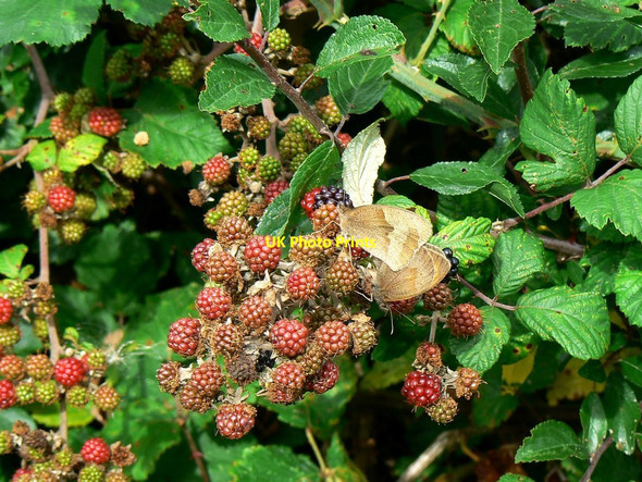Photo 6"x4" Brambles and butterflies, Rigsby's Lane, Minety Lower Moor\/SU0291 c2011