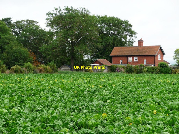 Photo 6"x4" Cabbages behind Barnsdale Cottages Skelbrooke c2011