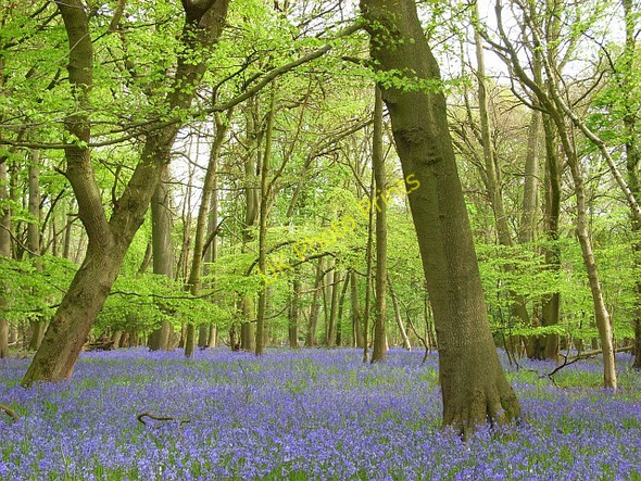 Photo 6"x4" High Wood, Harpsden Harpsden Bottom c2008 P2