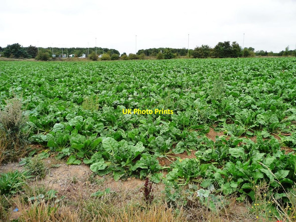 Photo 6"x4" Barnsdale Bar cabbages Skelbrooke c2011
