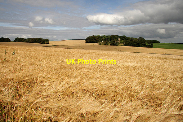 Photo 6"x4" A field of ripening barley Kinghorn\/NT2686 c2011