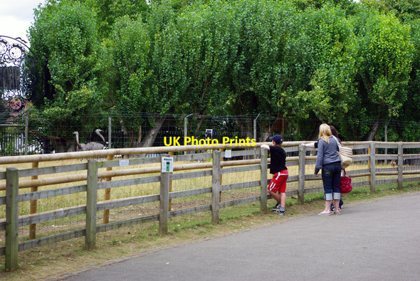 Photo 6"x4" The rhea enclosure - Birmingham Nature Centre Moor Green\/SP0682 c2011