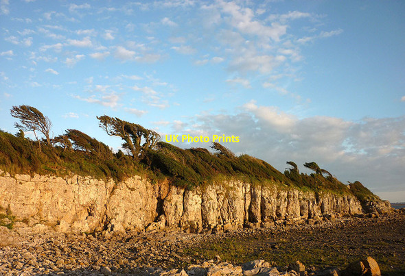 Photo 6"x4" Wind-pruned trees at Know End Point Silverdale Green c2011