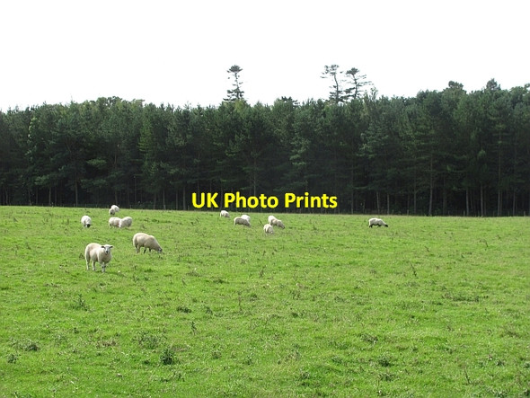Photo 6"x4" Sheep by Fallodon Rock\/NU2020 c2011
