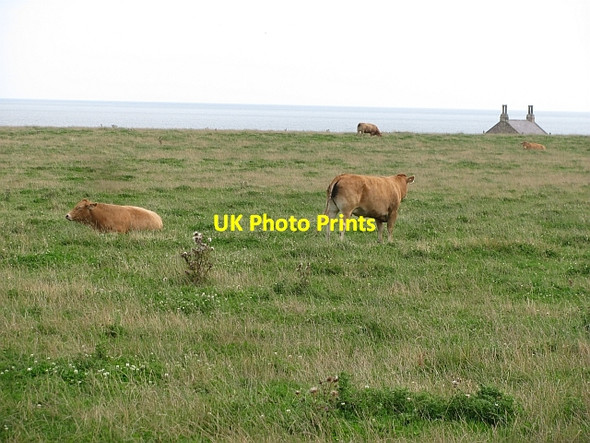 Photo 6"x4" Cattle, Howick Howick\/NU2517 c2011