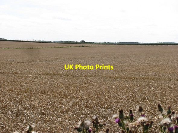 Photo 6"x4" Wheat field, Low Stead Longhoughton c2011