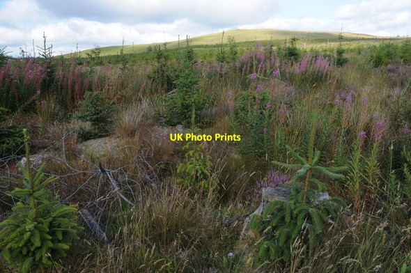 Photo 6"x4" Replanted forestry Llandderfel c2011