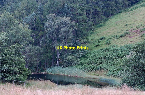 Photo 6"x4" Duck Pond, Hollows Burn Broughton\/NT1136 c2011