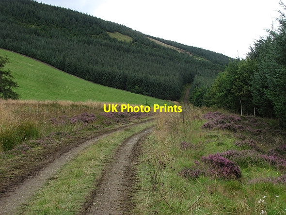 Photo 6"x4" Forest Road, Rough Side Rachan Mill c2011