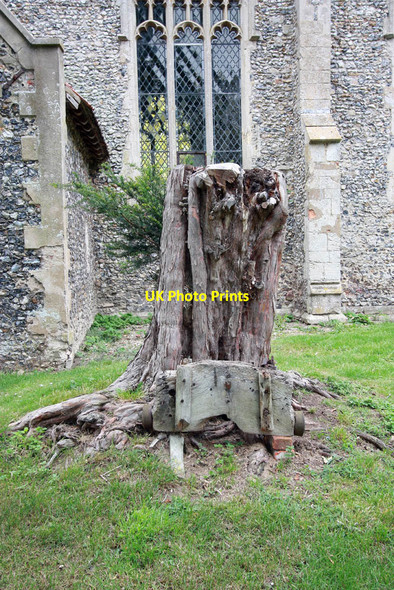 Photo 6"x4" St Mary, Carleton Forehoe - Tree stump Carleton Forehoe c2011