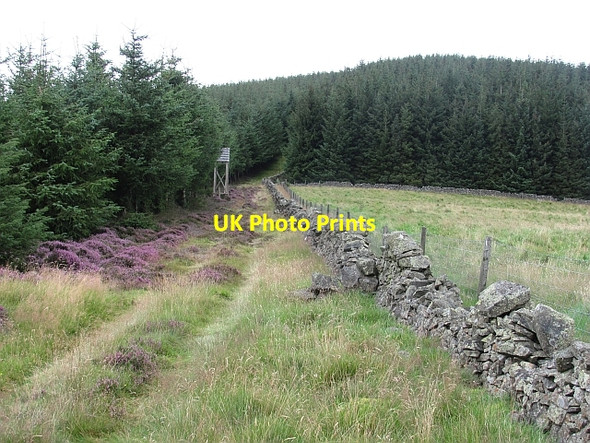 Photo 6"x4" Deer seat, Rough Side Rachan Mill c2011