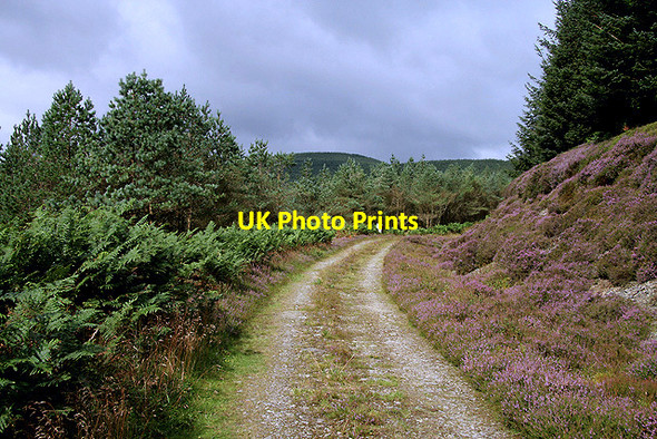 Photo 6"x4" A forestry road on Kirncleuch Fell Carlesgill Hill c2011