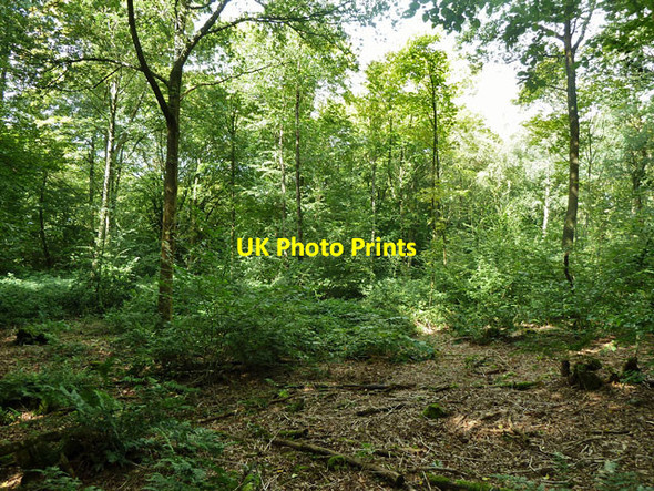 Photo 6"x4" Unmanaged area, Abbot's Wood Caneheath c2011