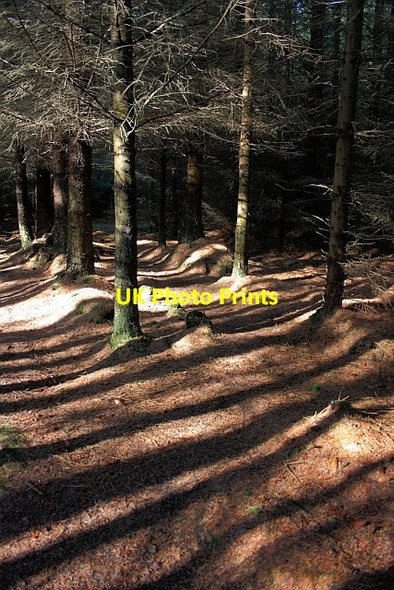 Photo 6"x4" Public Footpath, Harwood Dale Forest Harwood Dale c2011