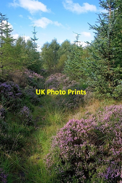 Photo 6"x4" Public Footpath, Harwood Dale Forest Harwood Dale c2011 P1
