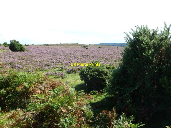 Photo 6"x4" Frogham, heathland Blissford c2011
