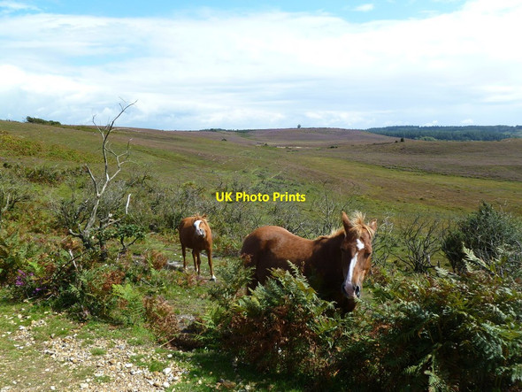 Photo 6"x4" Hampton Ridge, ponies Blissford c2011