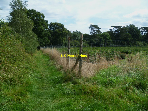 Photo 6"x4" Footpath towards the Downs Link at Cranleigh Cranleigh c2011