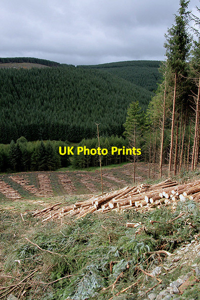 Photo 6"x4" A forestry clear fell area Bentpath c2011